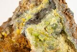Wulfenite & Green Botryoidal Mimetite Association - Mexico #372087-1